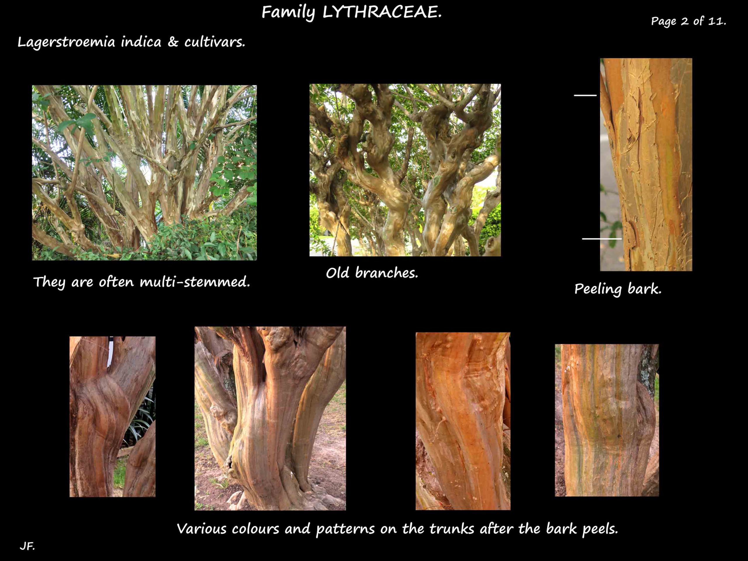 2 Lagerstroemia indica bark